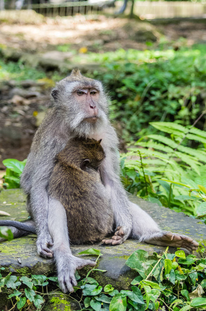 Wild female monkey sits with child in sacred Monkey Forest park, Ubud, Bali, Indonesia - Photo, Image