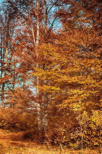 Beautiful autumn trees in the colorful forest. Falls beauty nature scene - Fotoğraf, Görsel