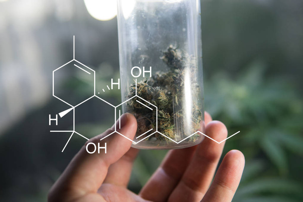 marijuana buds strains close-up - Photo, Image