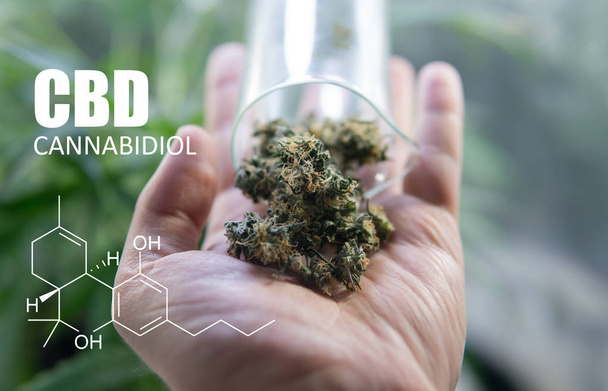 chemical formulas of elements THC CBD in marijuana medical strains  - Fotografie, Obrázek