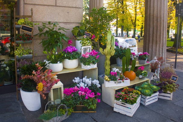 Włochy, Bergamo - 4 listopada 2018: Kwiaty na sprzedaż w kwiaciarni ulicy w Bergamo - Zdjęcie, obraz