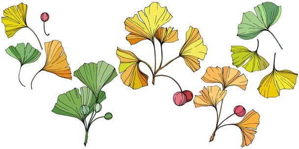 Vettore. Foglia di ginkgo. Orto botanico vegetale. Elemento di illustrazione ginkgo isolato su sfondo bianco
. - Vettoriali, immagini