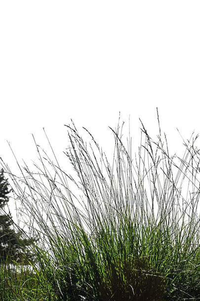 自然からの現実的な草のシルエット  - 写真・画像