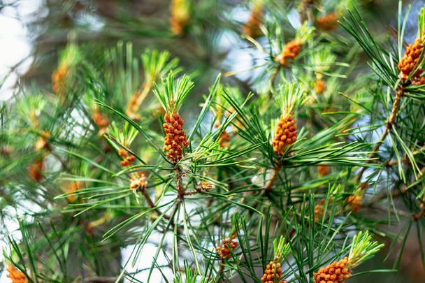 Pine toppen in het voorjaar. Pijnboomtakken bloeide. Jonge dennenappel. - Foto, afbeelding