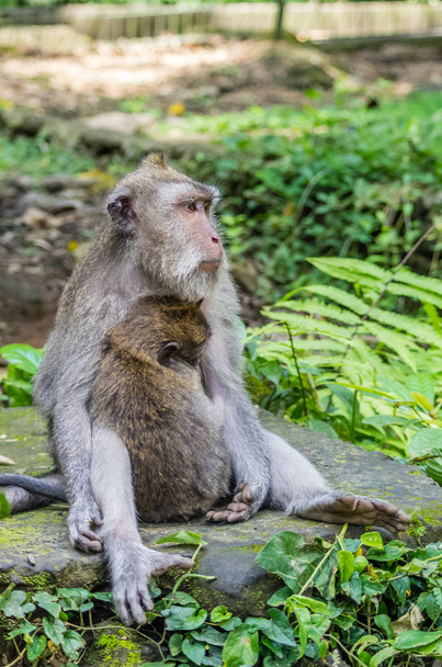 Wild female monkey sits with child in sacred Monkey Forest park, Ubud, Bali, Indonesia - Foto, imagen