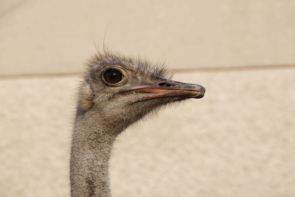 retrato de avestruz comum (Struthio camelus) fêmea
 - Foto, Imagem