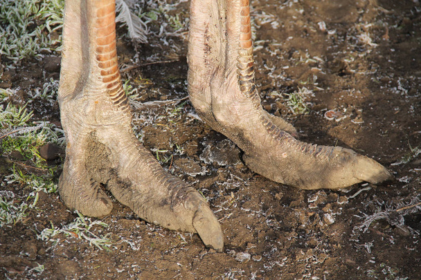 close photo of feet of ostrich (Struthio camelus) - Foto, afbeelding