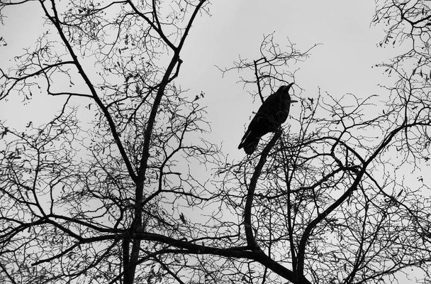 foto en blanco y negro de una torre (Corvus frugilegus) en el árbol con ramas desnudas
 - Foto, Imagen
