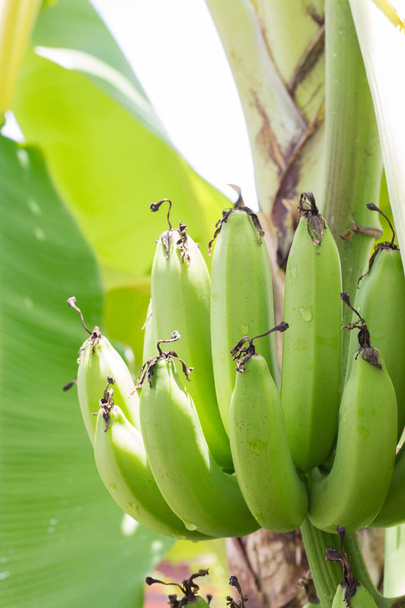 grüne rohe Bananen aus der Nähe. junge grüne Banane auf Baum. unreife Bananen aus nächster Nähe. - Foto, Bild