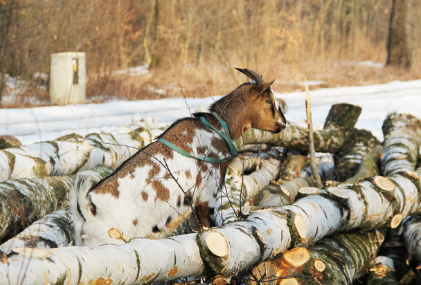 Chèvre de compagnie blanche et brune sur les troncs coupés d'arbres - Photo, image