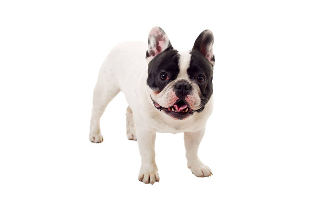 French Bulldog puppy posing isolated over a white background - Photo, image