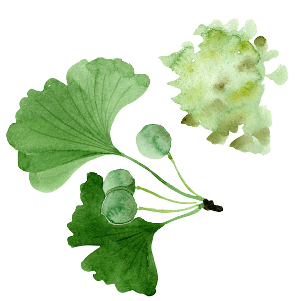 Green ginkgo biloba with leaves isolated on white. Watercolour ginkgo biloba drawing isolated illustration element. - Valokuva, kuva