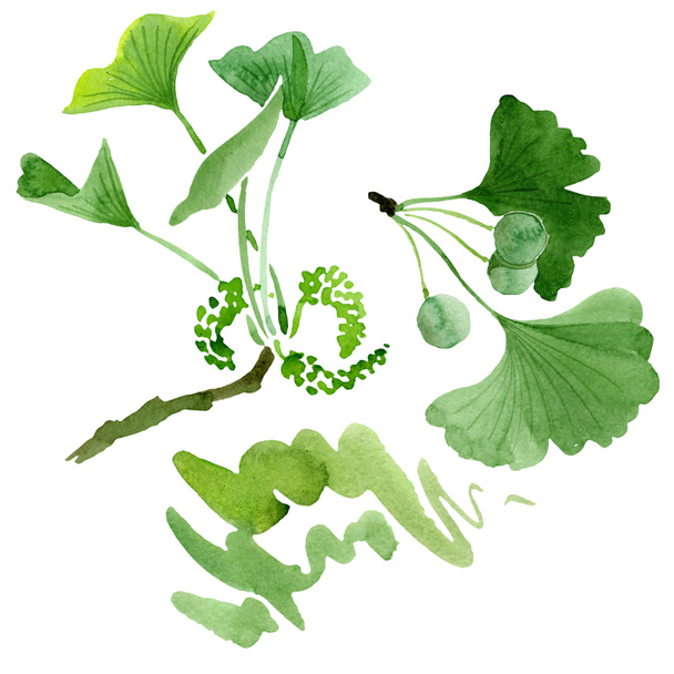 Green ginkgo biloba with leaves isolated on white. Watercolour ginkgo biloba drawing isolated illustration element. - Fotoğraf, Görsel