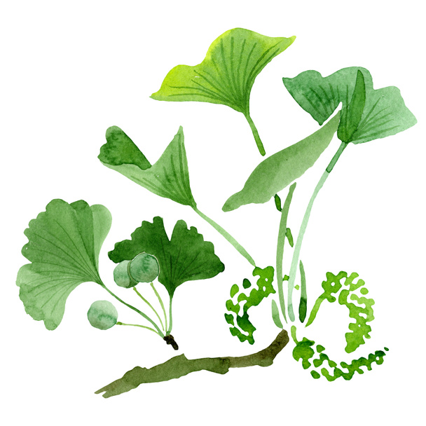 grüner Ginkgo biloba mit isolierten Blättern auf weißem Grund. Aquarell Ginkgo Biloba Zeichnung isoliertes Illustrationselement. - Foto, Bild