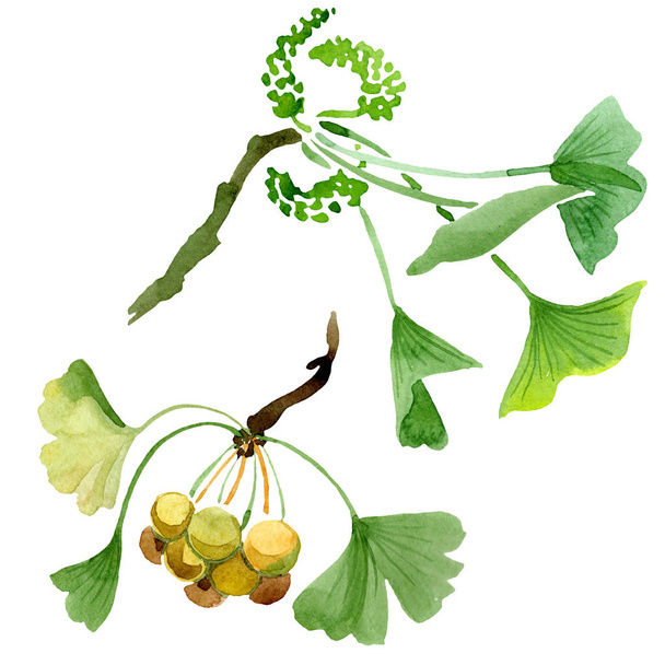 Green ginkgo biloba with leaves isolated on white. Watercolour ginkgo biloba drawing isolated illustration element. - Фото, изображение