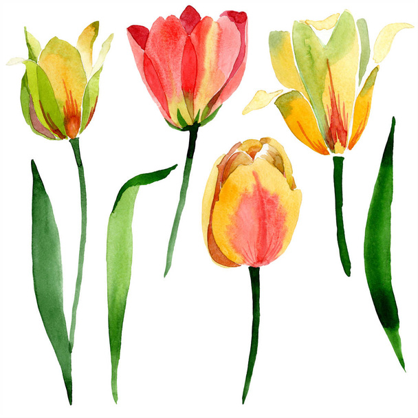 Beautiful yellow tulips with green leaves isolated on white. Watercolor background illustration. Isolated tulip flowers illustration element. - Photo, Image
