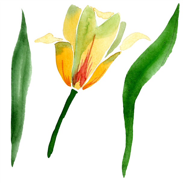 Beautiful yellow tulip with green leaves isolated on white. Watercolor background illustration. Isolated tulip flower illustration element. - Fotó, kép