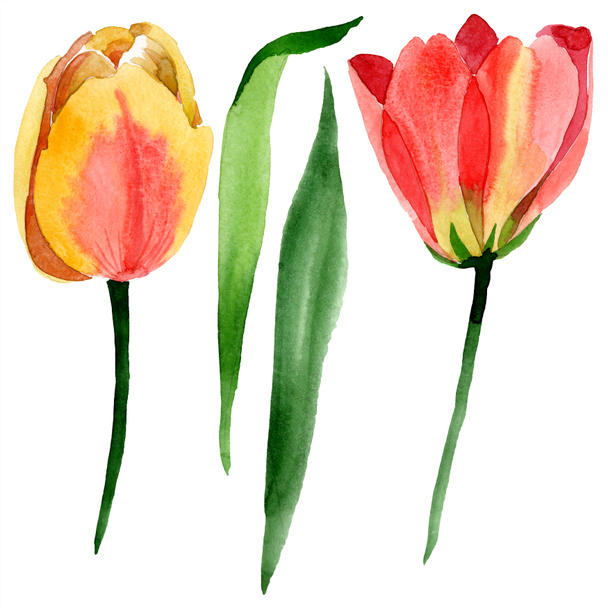 Beautiful yellow tulips with green leaves isolated on white. Watercolor background illustration. Isolated tulip flowers illustration element. - Foto, Bild