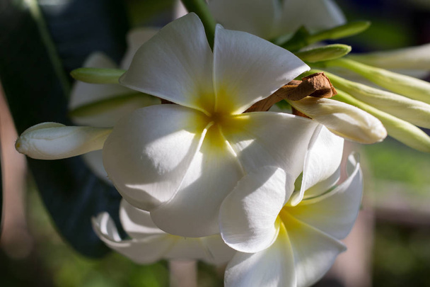 Frangipani çiçek, soyut Plumeria flora, ışık ve gölge ile kapatmak. - Fotoğraf, Görsel
