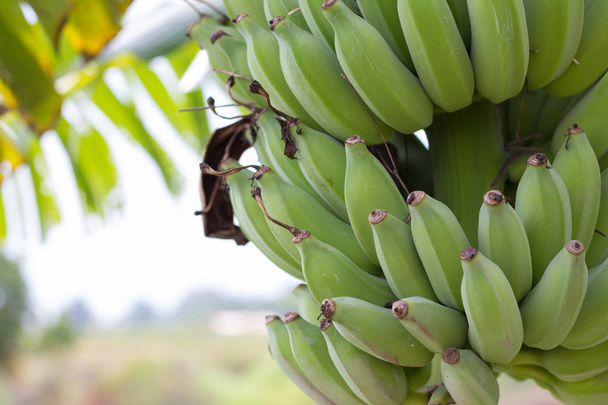 Vihreitä raakoja banaaneja. Nuori vihreä banaani puussa. Kypsät banaanit lähikuva
. - Valokuva, kuva