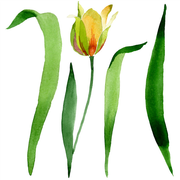Beautiful yellow tulip with green leaves isolated on white. Watercolor background illustration. Isolated tulip flower illustration element. - Фото, изображение
