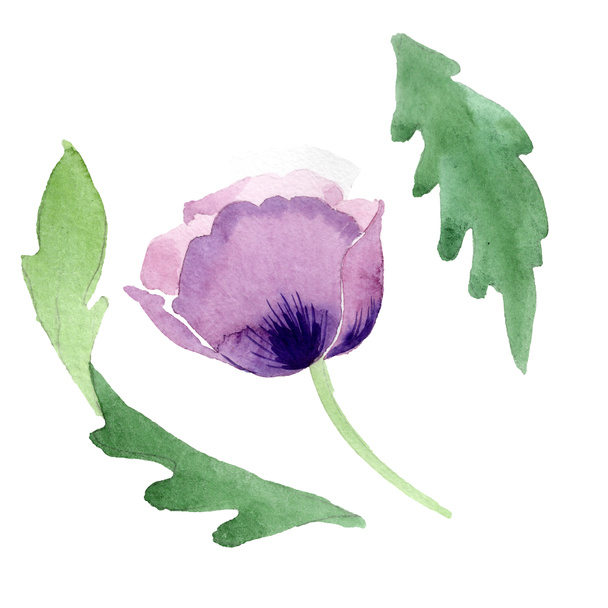 Beautiful burgundy poppy flower isolated on white. Watercolor background illustration. Watercolour drawing fashion aquarelle isolated poppy illustration element. - Photo, Image