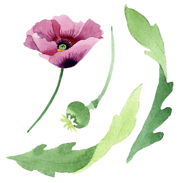 Beautiful burgundy poppy flower isolated on white. Watercolor background illustration. Watercolour drawing fashion aquarelle isolated poppy illustration element. - Foto, Imagen