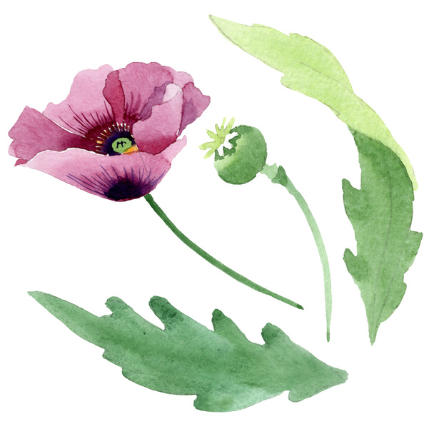 Beautiful burgundy poppy flower isolated on white. Watercolor background illustration. Watercolour drawing fashion aquarelle isolated poppy illustration element. - Foto, afbeelding