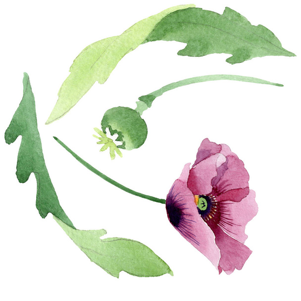 美しいブルゴーニュのケシの花は白で隔離。水彩画背景イラスト。水彩ファッション aquarelle 分離ポピー イラスト要素を描画. - 写真・画像