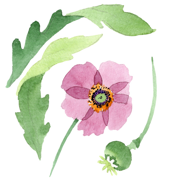 Mooie Bourgondische poppy bloem geïsoleerd op wit. Aquarel achtergrond illustratie. Aquarel tekenen mode aquarelle geïsoleerde poppy afbeelding element. - Foto, afbeelding