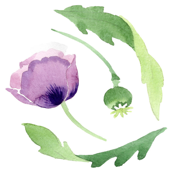 Beautiful burgundy poppy flower isolated on white. Watercolor background illustration. Watercolour drawing fashion aquarelle isolated poppy illustration element. - Foto, imagen