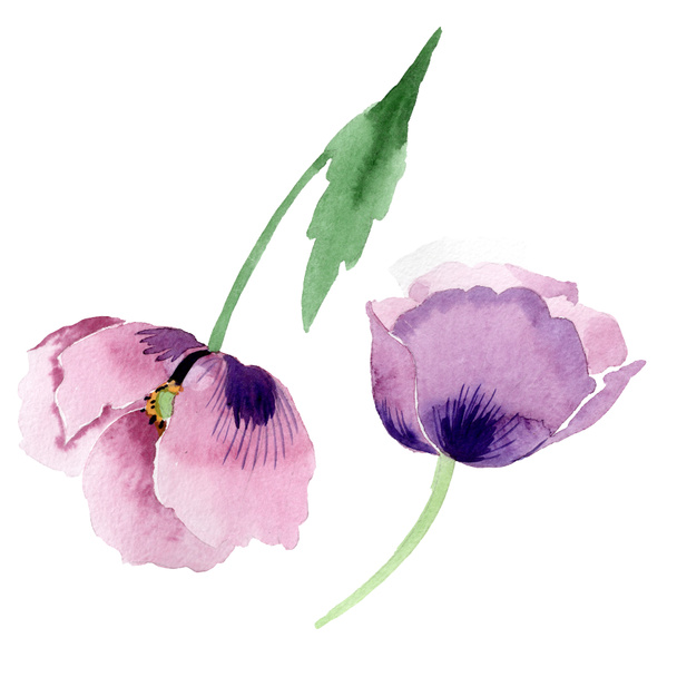 Beautiful burgundy poppy flowers isolated on white. Watercolor background illustration. Watercolour drawing fashion aquarelle isolated poppies illustration element. - Foto, afbeelding