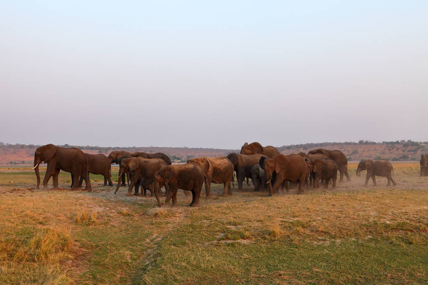 Słonie afrykańskie na sawannie - Zdjęcie, obraz