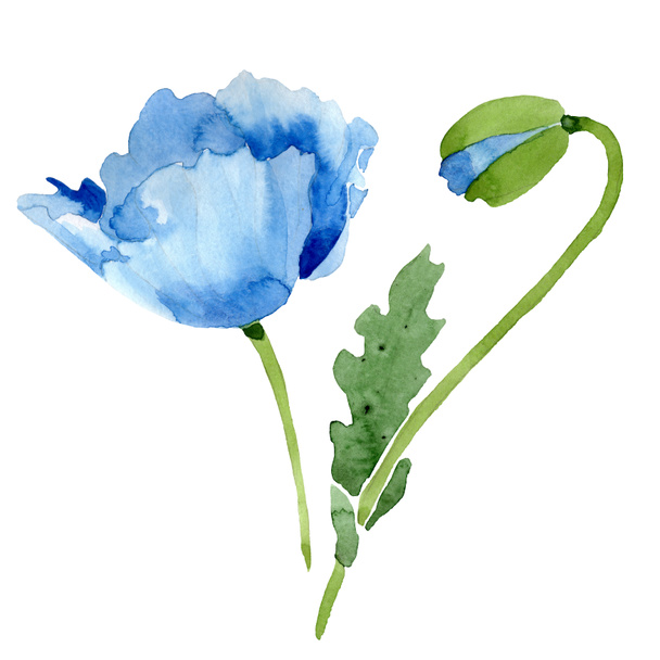 Beautiful blue poppy flower and bud isolated on white. Watercolor background illustration. Watercolour drawing fashion aquarelle isolated poppy illustration element. - Fotó, kép