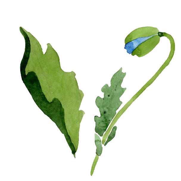 Beautiful blue poppy flower isolated on white. Watercolor background illustration. Watercolour drawing fashion aquarelle isolated poppy illustration element. - Photo, Image