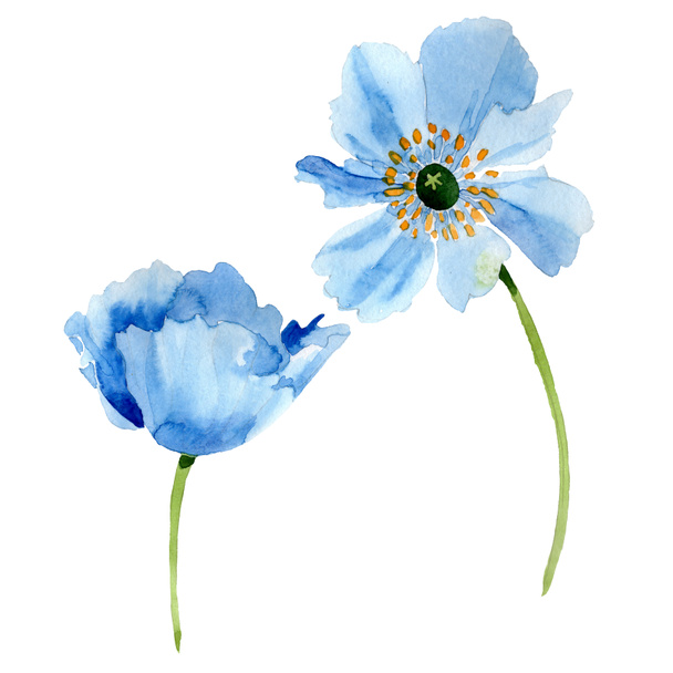 Beautiful blue poppy flowers isolated on white. Watercolor background illustration. Watercolour drawing fashion aquarelle isolated poppy flowers illustration element. - Photo, image