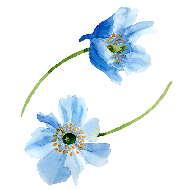 Beautiful blue poppy flowers isolated on white. Watercolor background illustration. Watercolour drawing fashion aquarelle isolated poppy flowers illustration element. - Фото, изображение