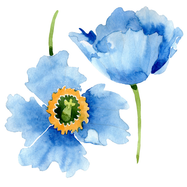 Gyönyörű kék pipacs virágok elszigetelt fehér. Akvarell háttér illusztráció. Akvarell, rajz, divat aquarelle elszigetelt pipacs virágok ábra elem. - Fotó, kép