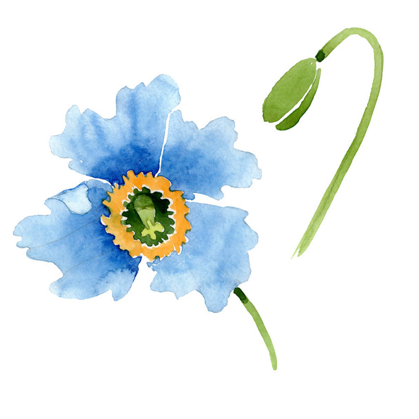 Beautiful blue poppy flower and bud isolated on white. Watercolor background illustration. Watercolour drawing fashion aquarelle isolated poppy illustration element. - Fotoğraf, Görsel