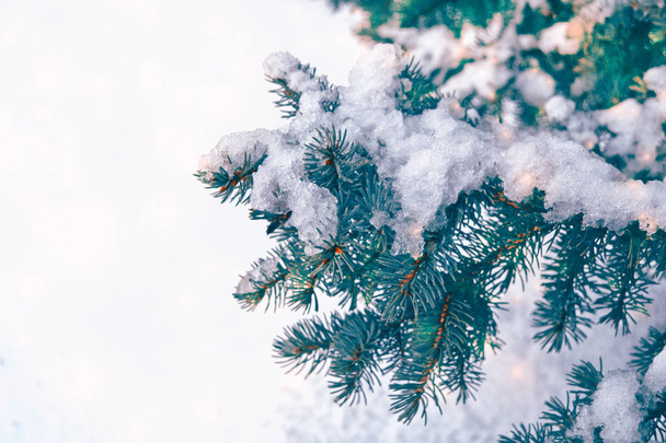 Замороженный зимний лес с заснеженными деревьями. - Фото, изображение