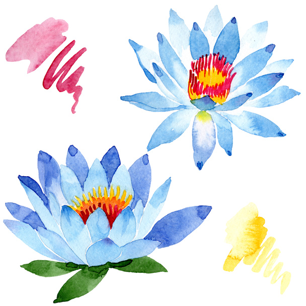 Güzel mavi lotus çiçekleri beyaz izole. Suluboya arka plan illüstrasyon. Moda aquarelle izole lotus çiçekleri illüstrasyon öğe çizim suluboya. - Fotoğraf, Görsel