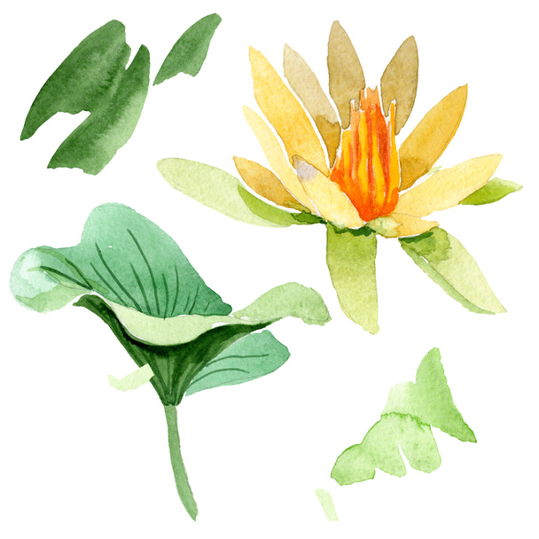Yellow lotus flower isolated on white. Watercolor background illustration. Watercolour drawing fashion aquarelle isolated lotus illustration element - Photo, Image