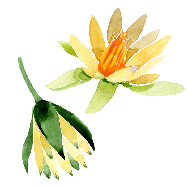 Yellow lotus flowers isolated on white. Watercolor background illustration. Watercolour drawing fashion aquarelle isolated lotus flowers illustration element - Photo, Image