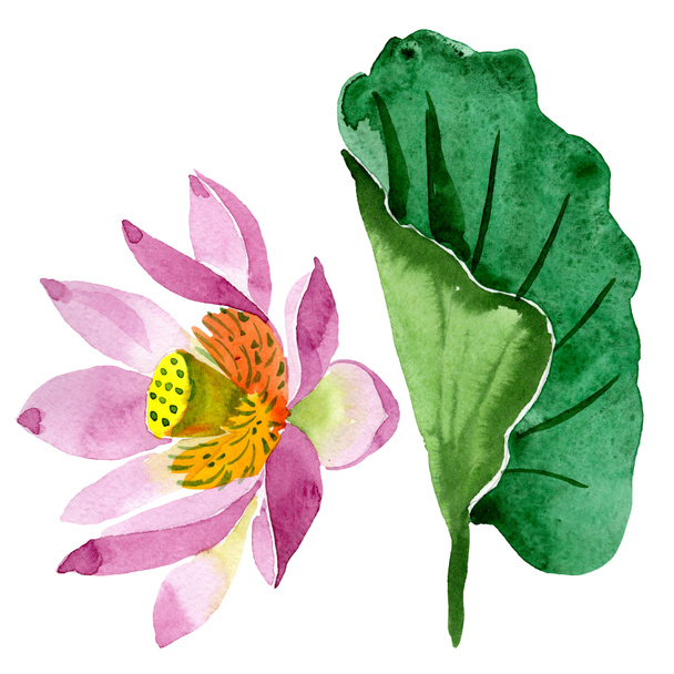 Beautiful purple lotus flower isolated on white. Watercolor background illustration. Watercolour drawing fashion aquarelle isolated lotus flower illustration element - 写真・画像