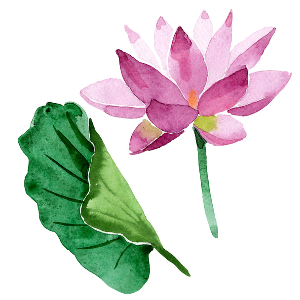 Beautiful purple lotus flower isolated on white. Watercolor background illustration. Watercolour drawing fashion aquarelle isolated lotus flower illustration element - Photo, Image