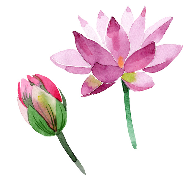 青蓮の花の植物の花 野生の春の葉の野生の花 水彩背景イラストセット 水彩画ファッションアクアレル 分離されたネランボイラスト要素 ロイヤリティフリー 写真 画像素材
