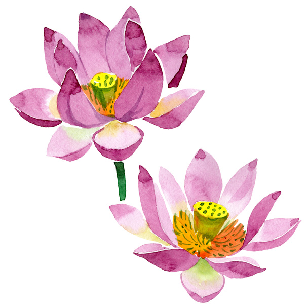 Beautiful purple lotus flowers isolated on white. Watercolor background illustration. Watercolour drawing fashion aquarelle isolated lotus flowers illustration element - Photo, Image