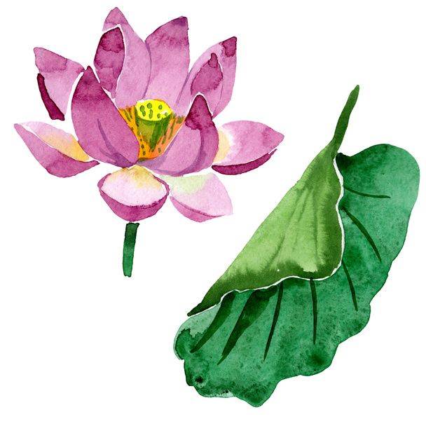 Beautiful purple lotus flower isolated on white. Watercolor background illustration. Watercolour drawing fashion aquarelle isolated lotus flower illustration element - Фото, изображение