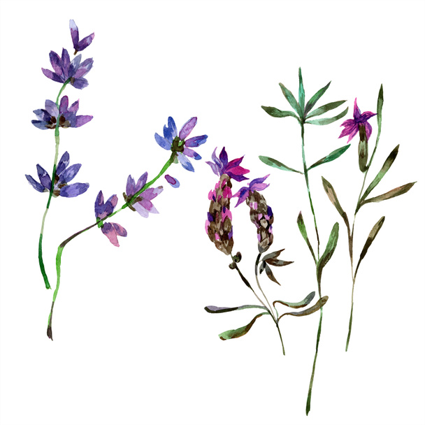 Beautiful purple lavender flowers isolated on white. Watercolor background illustration. Watercolour drawing fashion aquarelle isolated lavenders illustration element. - Photo, Image