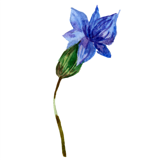 Gyönyörű lila levendula virág, elszigetelt fehér. Akvarell háttér illusztráció. Akvarell, rajz, divat aquarelle elszigetelt levendula ábra elem. - Fotó, kép